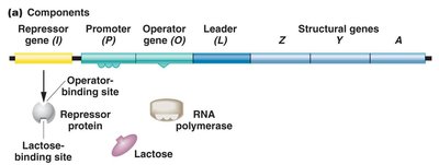 lac operon components and regulation