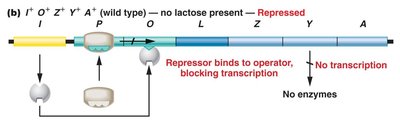 lac operon repressed (no lactose present)