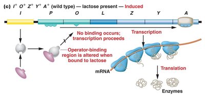 lac operon induced (lactose present)
