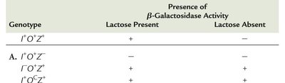 Genetic proof of the operon model