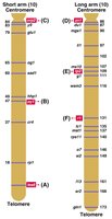 Human chromosome 3 genetic map