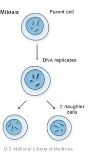 Paternal and maternal chromosome copies