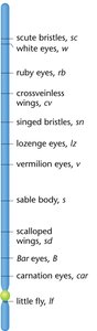 Eye color phenotypes