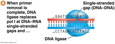 DNA ligase catalyzes phosphodiester bond formation
