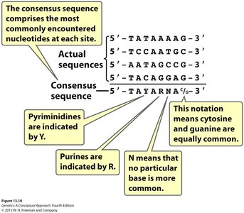 Explanation of consensus sequence notation and examples