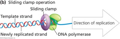 Sliding clamp operation with DNA polymerase