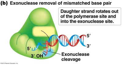 Proofreading by DNA polymerase: exonuclease removal of mismatched base pair