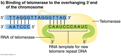 Binding of telomerase to the overhanging 3' end of the chromosome