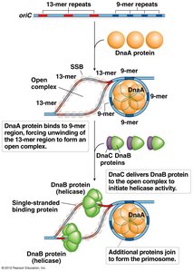 Stepwise assembly of the bacterial replication initiation complex at oriC