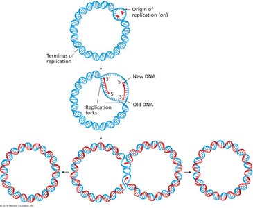Diagram of bidirectional replication in a circular chromosome