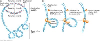 Topoisomerase action in relieving supercoiling during replication