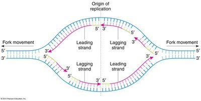 Bidirectional replication bubble showing leading and lagging strands