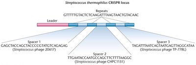Diagram of Streptococcus thermophilus CRISPR locus with leader, repeats, and spacers
