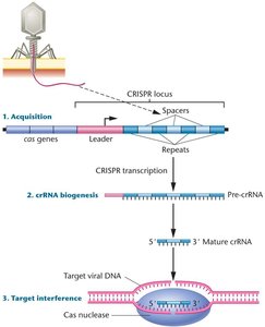 Diagram of CRISPR/Cas mechanism: acquisition, crRNA biogenesis, and target interference
