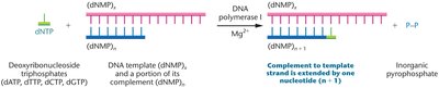 DNA synthesis reaction: addition of nucleotides