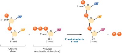 Addition of nucleotides to the 3' end of DNA