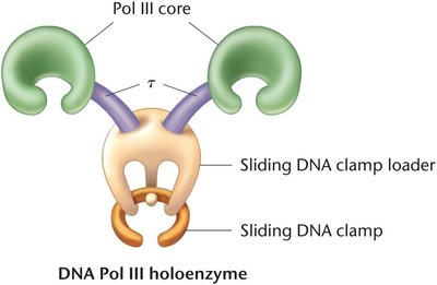 DNA Pol III holoenzyme structure