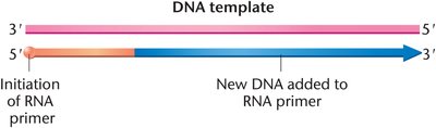 Initiation of DNA synthesis with RNA primer