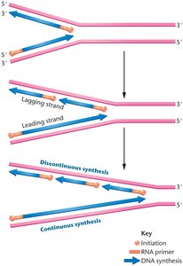 Continuous and discontinuous DNA synthesis