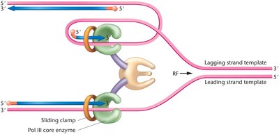 Replication fork with leading and lagging strand synthesis