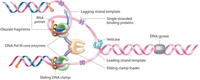 Replication fork with lagging strand looped