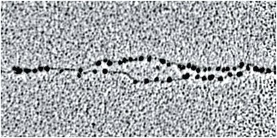 Replication fork: enzymes and proteins involved