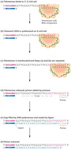 Telomerase mechanism of telomere extension