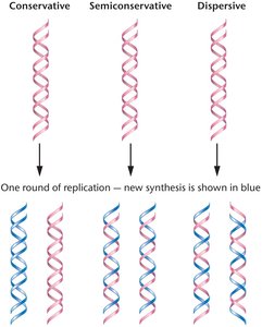 Models of DNA replication: conservative, semiconservative, dispersive