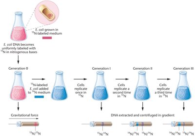 Meselson-Stahl experiment workflow