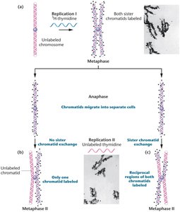 Autoradiography of eukaryotic chromosome replication