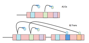 Cis- and trans-acting elements