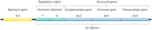 lac operon with regulatory regions and lacI gene
