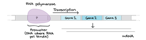 Activator binding to operator increases transcription