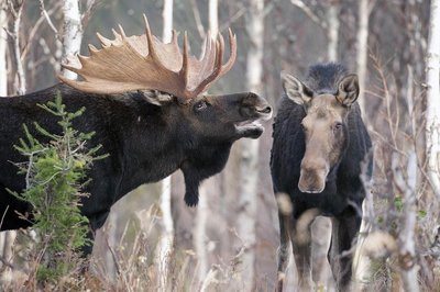 Male moose with antlers