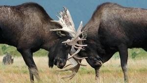 Male moose competing with antlers