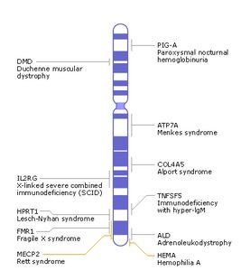 Human karyotype showing X and Y chromosomes
