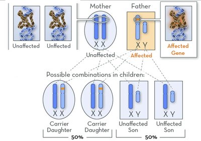Pedigree for X-linked recessive inheritance