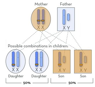 Punnett square for sex-linked inheritance