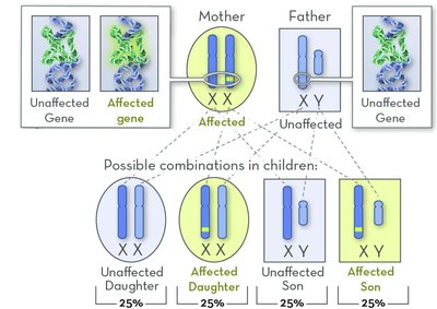 Pedigree for X-linked dominant inheritance