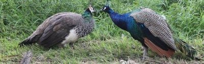 Male and female peafowl