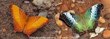 Male and female butterflies
