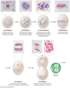 Stages of mitosis