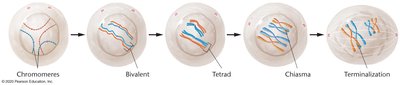 Stages of meiosis