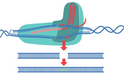 Gene editing and reverse genetics concept