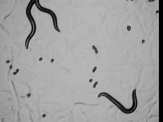 Wild type and mutant C. elegans