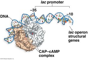 CAP-cAMP complex binding to lac promoter