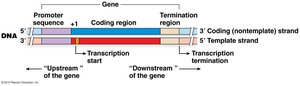 Promoter structure and transcription start site