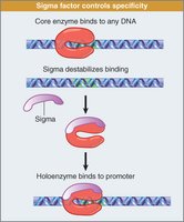 Sigma factor controls specificity of RNA polymerase binding