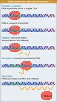 Activator and repressor binding to DNA