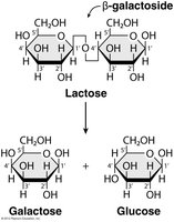 Lactose hydrolysis by β-galactosidase